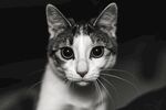 猫              