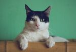 猫              