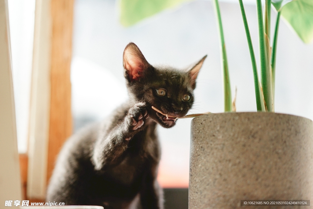 猫              