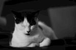 猫              