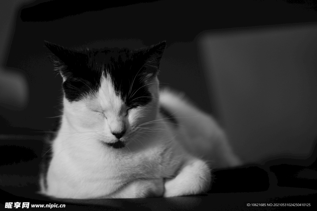 猫              