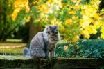 猫              