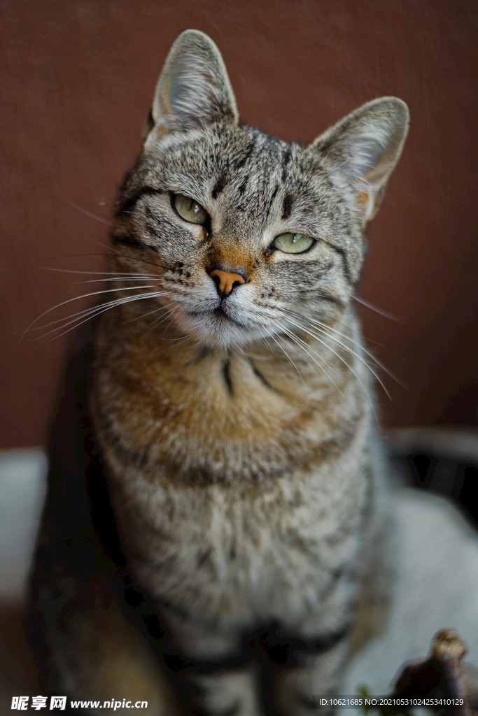猫              