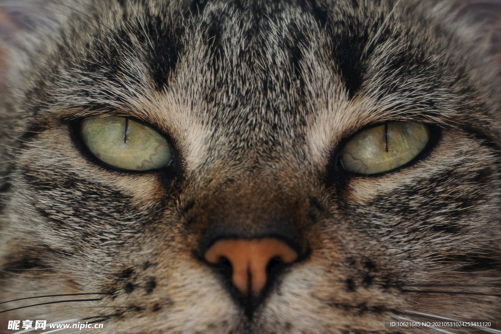 猫              