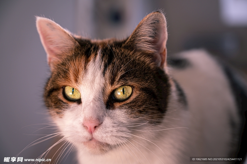 猫              