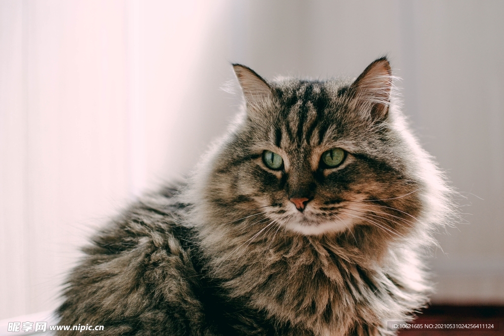 猫              