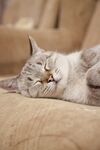 猫              