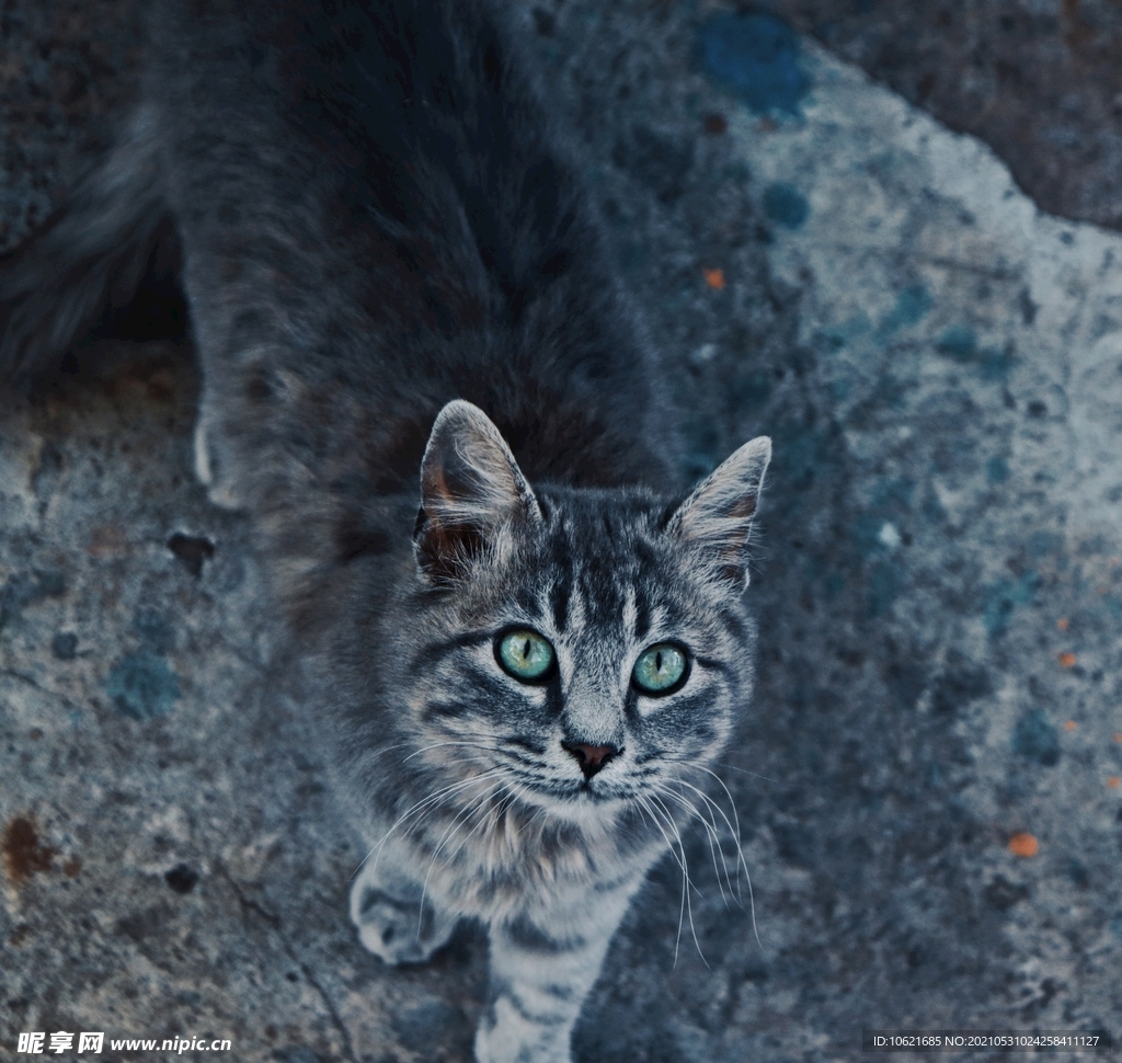 猫              