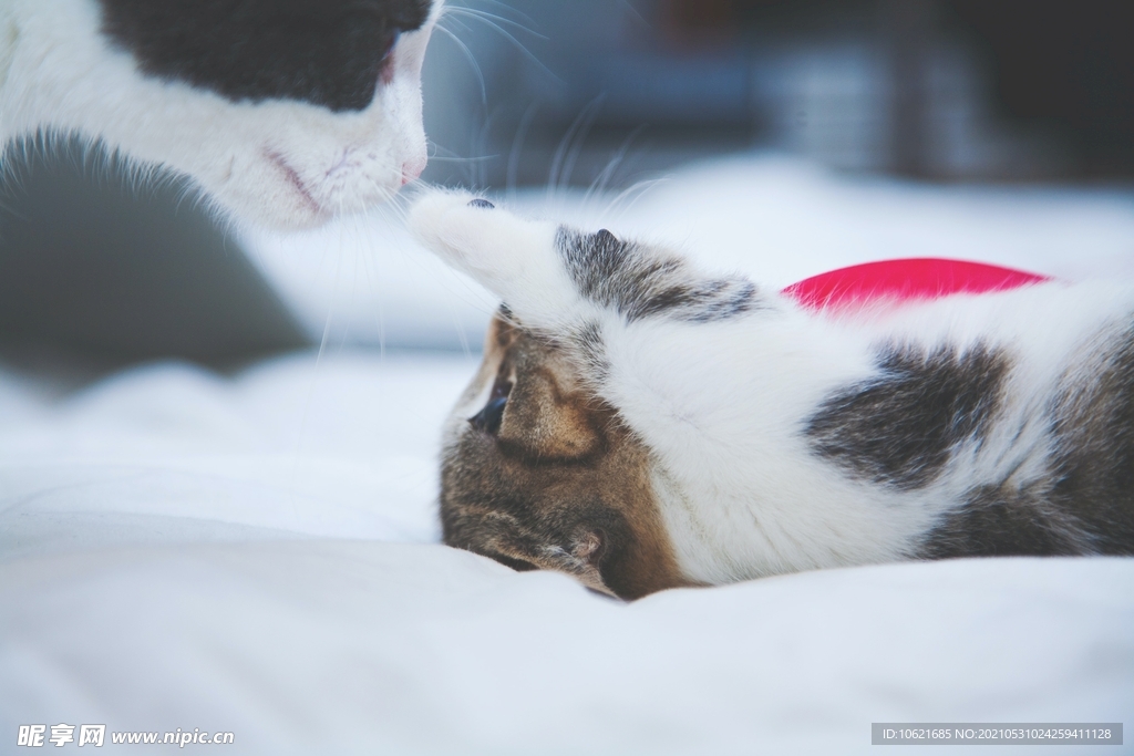 猫              