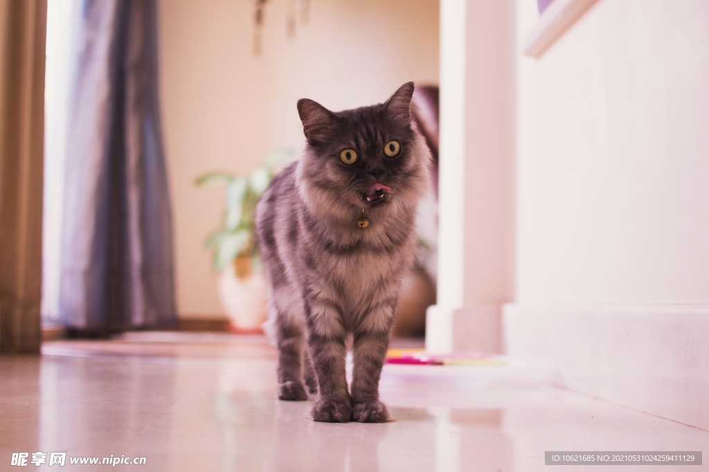 猫              