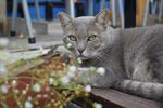 猫              