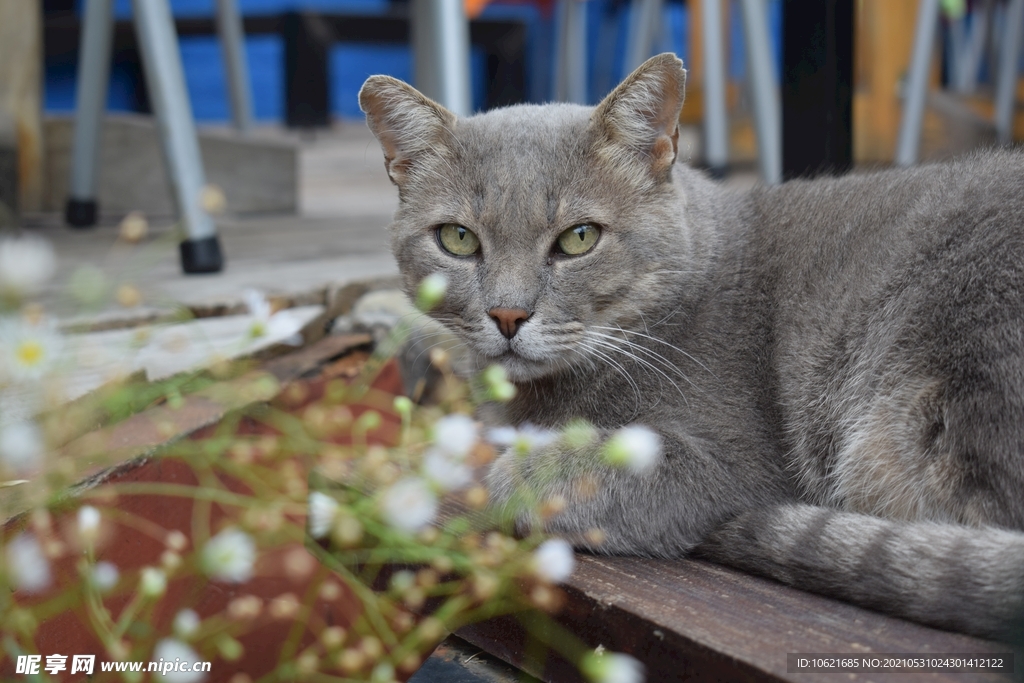 猫              
