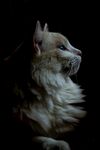 猫              