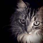 猫              