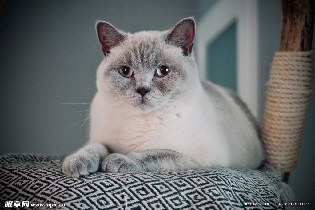 猫              