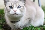 猫              