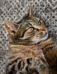 猫              