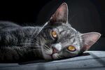 猫              