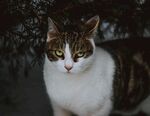 猫              