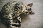 猫              