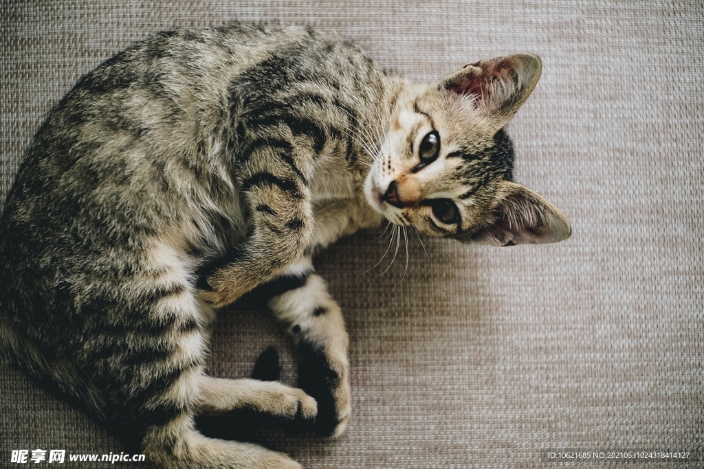 猫              