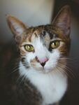 猫              