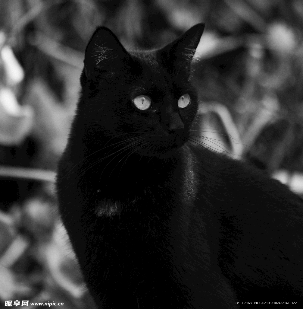 猫              