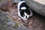 猫              