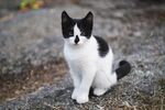 猫              