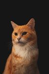 猫              