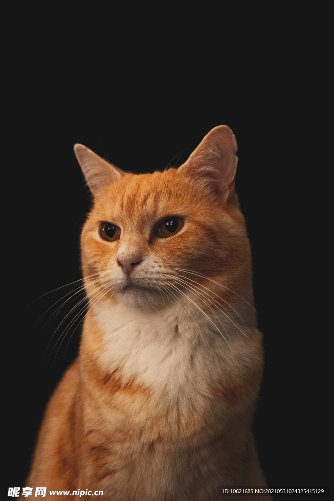 猫              