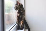 猫              
