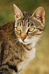 猫              