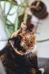 猫              