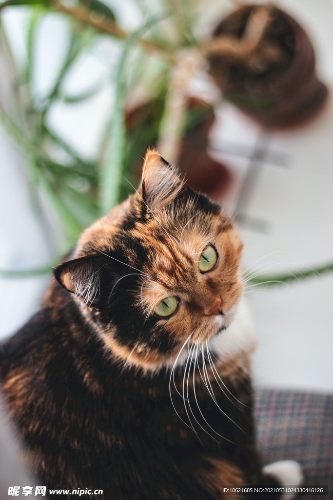 猫              