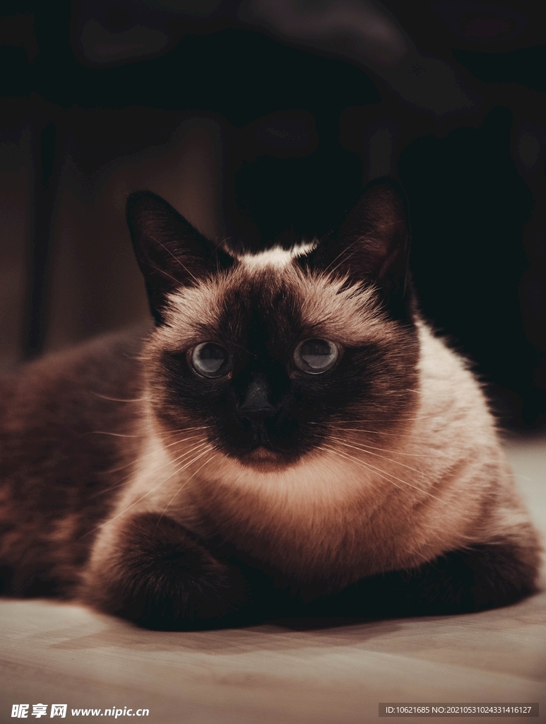 猫              