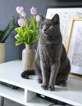 猫              