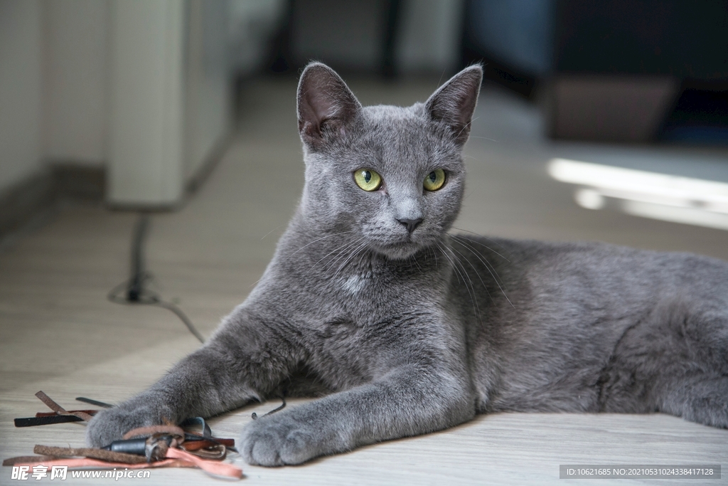 猫              