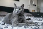猫              