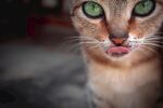 猫              