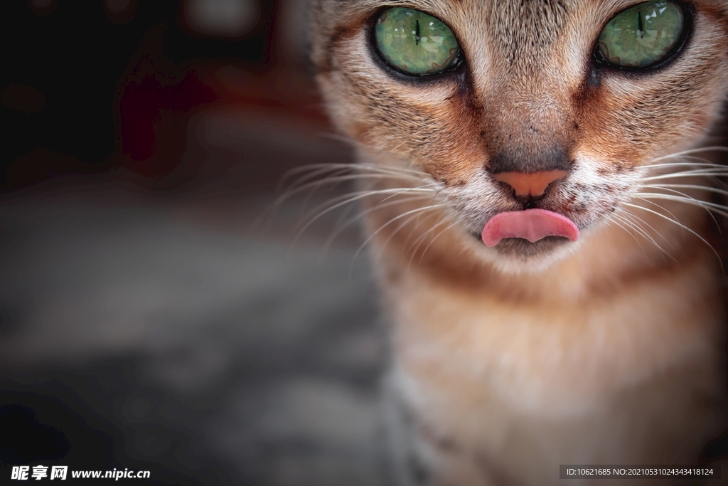猫              