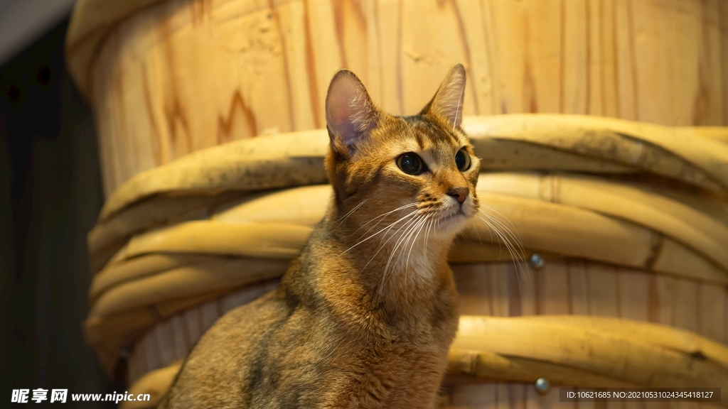 猫              