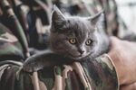 猫              