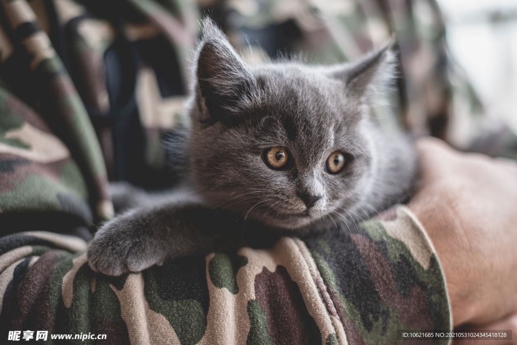 猫              