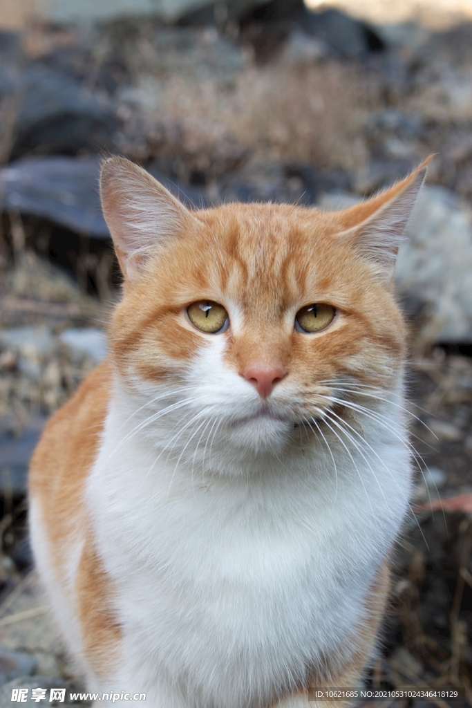猫              