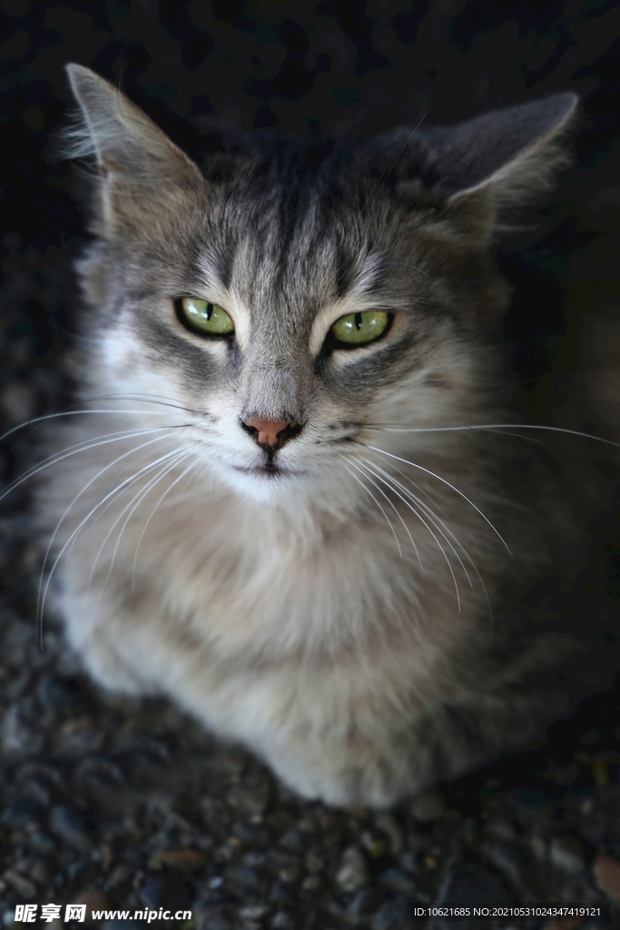 猫              