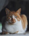 猫              