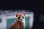 猫              