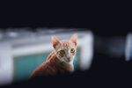 猫              