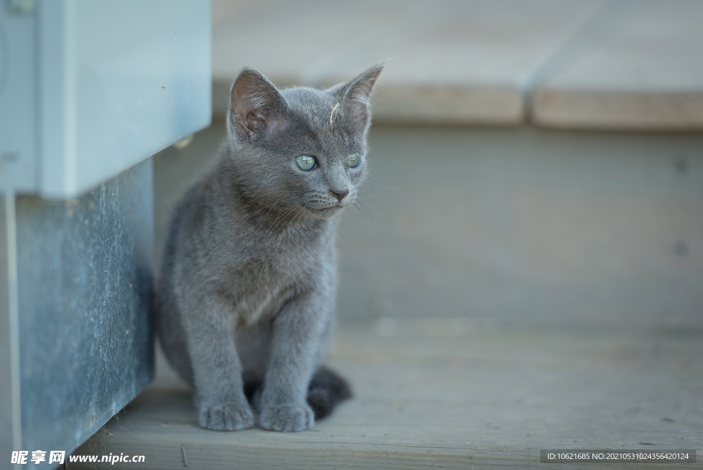 猫              